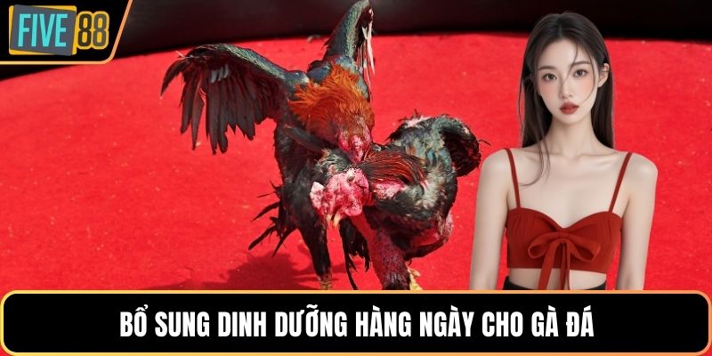 Bổ sung dinh dưỡng hàng ngày cho gà đá